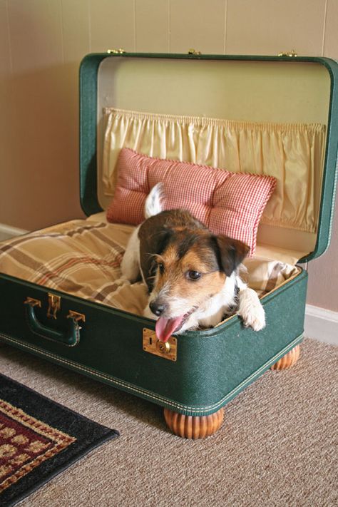 Upcycle that old vintage suitcase into a table, shelves or a dresser. There are so many home decor ideas you can craft and makeover those old suitcases. Suitcase Dog Bed, Katt Diy, Stylish Dog Beds, Katt Grejer, Pets Supplies, Kat Diy, Chat Diy, Diy Pet Bed, Dog House Diy