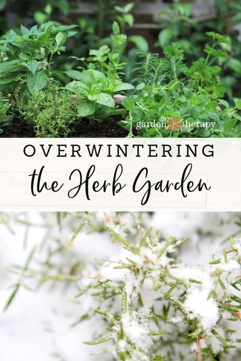 Preserving Herbs, Garden Therapy, Vertical Vegetable Garden, Types Of Herbs, Herb Garden Design, Vertical Herb Garden, Indoor Vegetable Gardening, Vertical Gardening, Overwintering