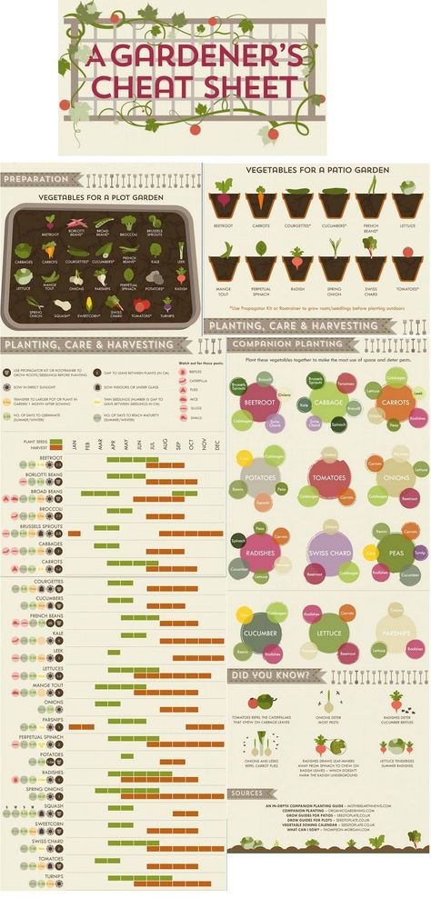 This garden "cheat sheet" graphic shows you what to plant, where to plant it, and when. Vegetable Growing Cheat Sheet, Garden Preparation, When To Plant, Vegetable Gardens, Garden Types, Veg Garden, Greenhouse Gardening, Food Garden, Backyard Makeover