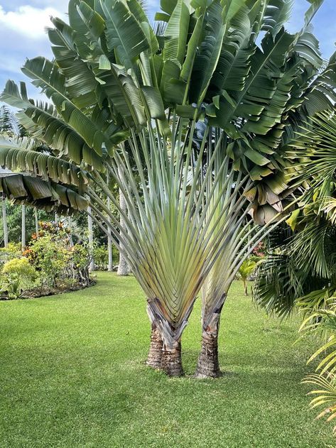 Ravenala Madagascariensis, Port Vila, Travellers Palm, Bali, Villa, Plants, Travel