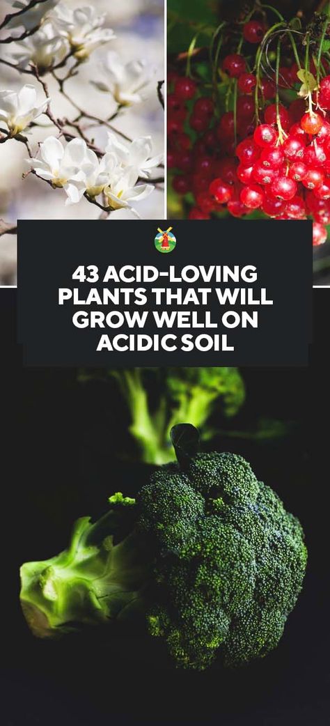 43 Acid-Loving Plants That Will Grow Well on Acidic Soil Wisconsin Garden, Garden Prep, Decorating Garden, Acidic Soil, Growing Blueberries, Organic Gardening Pest Control, Acid Loving Plants, Future Garden, Garden Vegetable