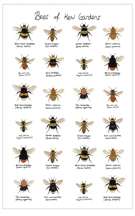 Lizzie SL on Twitter: "Living in Scotland, I was familiar with bumblebees as the main representation of bees. Spending more time in France & Belgium opened my eyes to the variety of bees & that some may look like wasps to the untrained eye (like mine). Image credit: Kew Gardens #DontStepOnABeeDay… https://t.co/v9JCsaoWRM" Different Types Of Bees, Bee Project, Mini Beasts, Types Of Bees, Animal Ideas, Bee Friendly, Bee Mine, Forest School, Bee Art