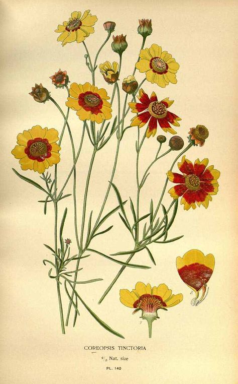 119832 Coreopsis tinctoria Nutt. / Step, E., Bois, D., Favourite flowers of garden and greenhouse, vol. 2: t. 140  (1896-1897) [D.G.J.M. Bois] Coreopsis Tinctoria, Coreopsis Flower, Fauna Illustration, Nature Illustrations, Flower Print Pattern, Favourite Flowers, Illustration Botanique, Vintage Botanical Prints, Botanical Illustrations