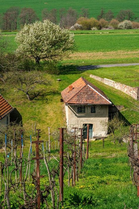 Picturesque old small vineyard in spring, in the background an old house with a cellar, the tradition of viticulture. stock photos 1900 Farmhouse, Small Vineyard, Spring Background, Vector Elements, Old House, Small House, Agriculture, Stock Images, Farmhouse