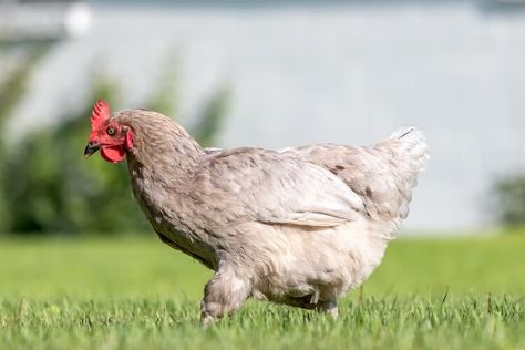 Olive Egger Chickens All You Need To Know: Eggs, Appearance, and More… | Chickens And More Olive Eggers, Olive Egger Chicken, Hen Or Rooster, What Can Chickens Eat, Olive Egger, Laying Chickens, Chicken Hen, Backyard Flocks, Egg Production