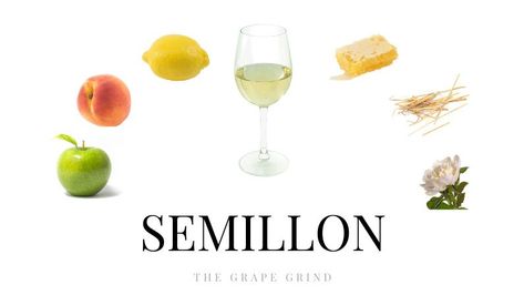 W Semillon tastes like (aroma, flavor, and structure), where it’s from, common food recommendations, similar varieties, and why you should be drinking more of it! White Wine Pairings, Wine Facts, Food Recommendations, Wine Variety, Wine Flavors, Semillon, White Wines, Chenin Blanc, Pinot Gris