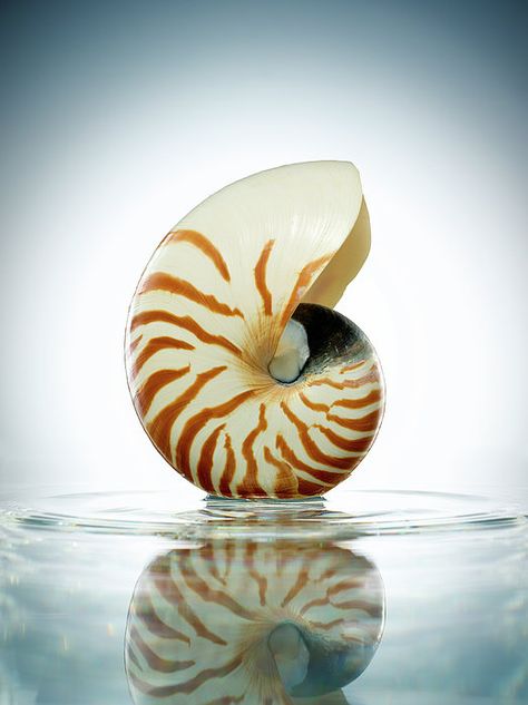 Logarithmic Spiral, Chris Stein, Water Artists, Water Frame, Water Wall, Water Poster, Nautilus Shell, She Sells Seashells, Water Walls