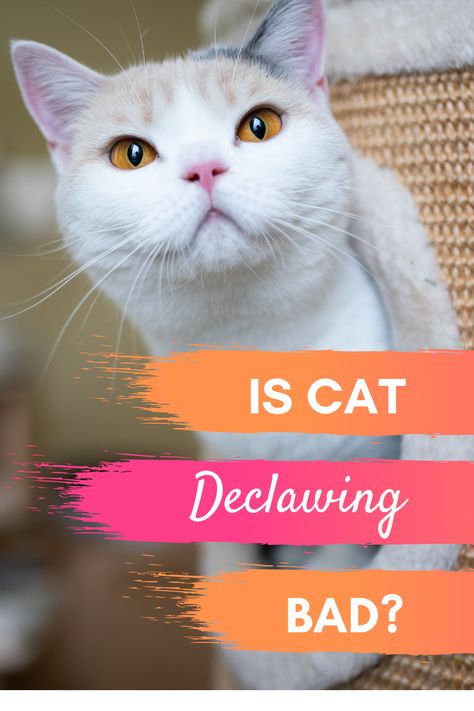 Have you ever considered declawing for your cat and wondered if cat declawing is bad or an option? Today over on the blog we are going to answer that question. We tell you at Pet Hooligans what we think of cat declawing and we also let you know what the ASPCA thinks of declawing your cat. #catdeclawing #iscatdeclawingbad Declawing Cats, Kittens Care, Cat Behavior Problems, Cat Communication, Soft Paws, Cat Anatomy, Kitten Care, Cat Garden, Baby Kittens