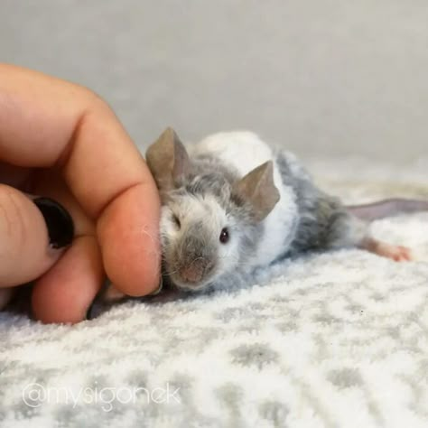 Polish Mouse Breeder Shares 40 Pics Of Their Fancy Mice Fancy Mice, Fancy Mouse, Funny Rats, Fancy Rat, Cute Rats, Pet Mice, Baby Mouse, Cute Hamsters, Sphynx Cat