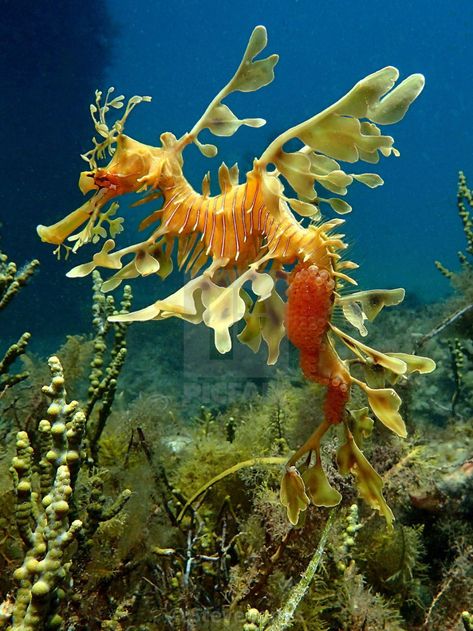 Leafy Sea Dragon Aesthetic, Sea Dragon Photography, Leafy Sea Dragon Mermaid, Leafy Sea Dragon Photography, Leaf Sea Dragon, Rare Sea Animals, Dragon Seahorse, Leafy Seadragon, Weedy Sea Dragon