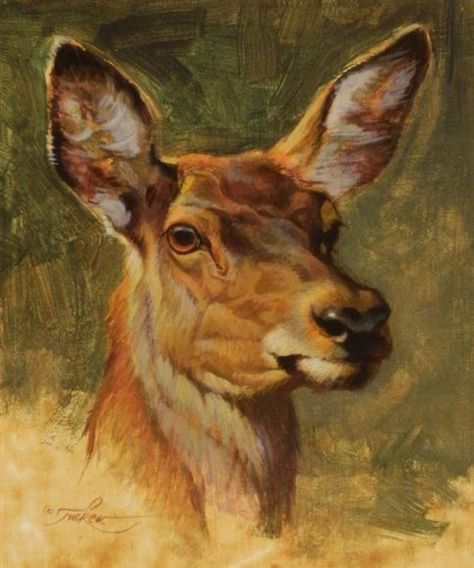 Ezra Tucker | Mule Deer Doe Portrait Ezra Tucker, Fantasy People, Zoo Architecture, Deer Drawing, Deer Photos, Deer Pictures, Deer Illustration, Wildlife Artwork, Deer Art