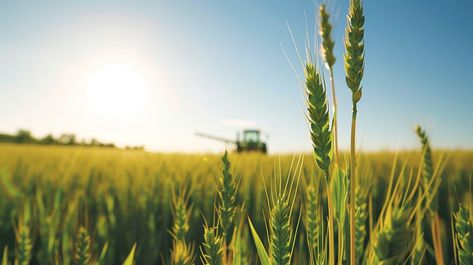 Harvesting Golden Wheat: Close-up view of ripe golden wheat with a combine harvester working in the background. #wheat #field #harvest #agriculture #farming #golden #crops #grain #aiart #aiphoto #stockcake https://ayr.app/l/cfb5 Farming Background, Combine Harvester, Golden Wheat, Agriculture Farming, Wheat Field, Wheat Fields, Clear Blue Sky, Wheat Free, 16 9