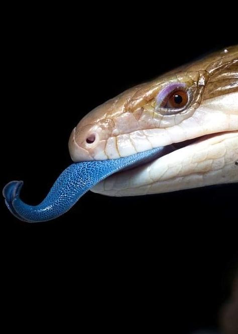 Blue Tongue Skink, Small Lizards, Cute Reptiles, Pet Snake, Learn Facts, Lifestyle Quotes, Pretty Animals, Reptiles And Amphibians, Animal Photo