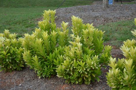 Florida Sunshine' Anise Tree | What Grows There :: Hugh Conlon ..._Small Anise-tree [85 Front Yard Plants, Leyland Cypress, Garden Problems, Seeding Lawn, Residential Landscaping, Florida Sunshine, Street Trees, Garden Shrubs, Fertilizer For Plants