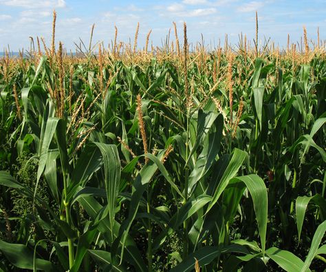 The LSU AgCenter Botanic Gardens at Burden invites parents to lose track of their little ones for awhile, letting the kids try to find their way through the traditional fall corn maze. Maize Plant, Farming Guide, Garden Prepping, Growing Corn, Easy Vegetables To Grow, Corn Seed, Corn Plant, Survival Gardening, Maize