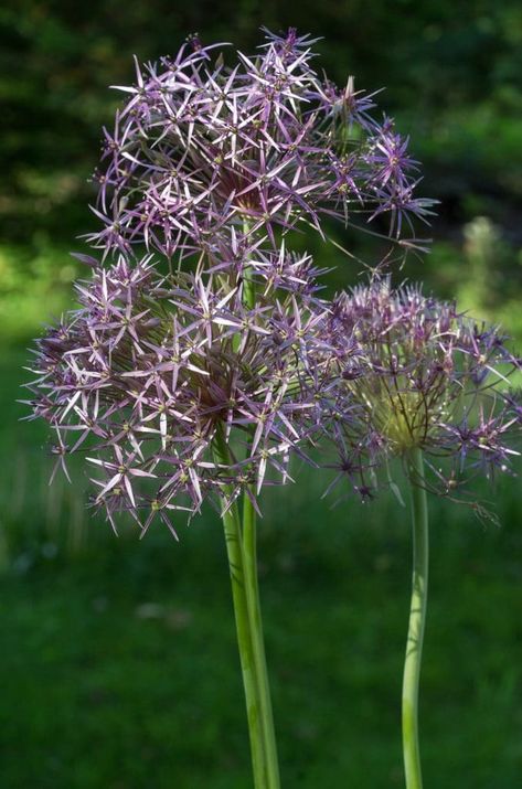 Allium Bulbs | Item # 6014 Christophii | For Sale - Colorblends® Allium Christophii, Allium Bulbs, Circle Borders, Garden Bulbs, Spring Bulbs, Metallic Pink, Garden And Yard, Flower Garden, Pink Flowers