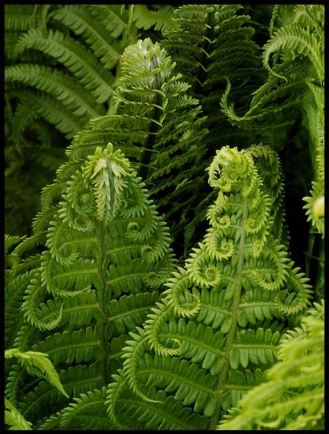 Kaktus Dan Sukulen, Fern Forest, Ferns Garden, Shade Plants, Pretty Green, The Grass, Patterns In Nature, Shade Garden, Plant Life