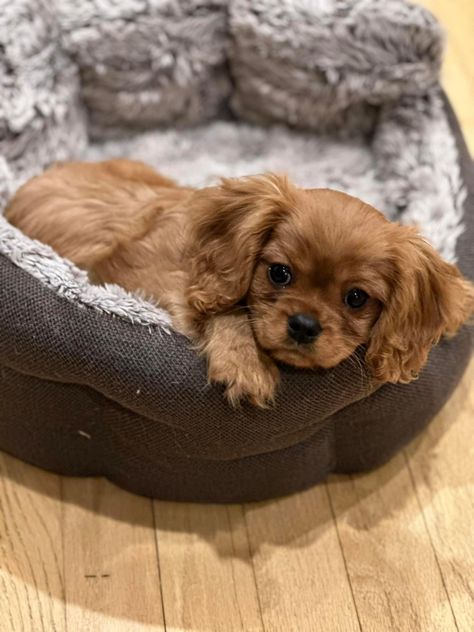 Cavalier King Charles Spaniel Ruby, Ruby King Charles Cavalier, Ruby Cavalier King Charles Spaniel Puppy, Cavalier King Spaniel, King Spaniel, Cavalier Dog, King Charles Cavalier, King Charles Puppy, Cavalier Puppy