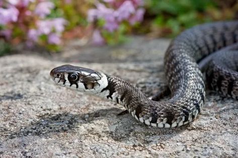 Hate Snakes? Here Are 15 Plants That Will Help Keep Them Out of Your Yard This Summer Snake Repellent, Society Garlic, Lemongrass Plant, Allium Schoenoprasum, Citronella Plant, Chives Plant, Sage Herb, African Lily, Basil Seeds