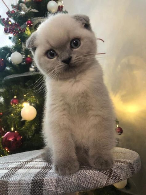 White Scottish Fold, Blue Point Cat, Scottish Fold Kitten, Scottish Cat, Beautiful Cat Images, Scottish Fold Kittens, Most Popular Cat Breeds, Scottish Fold Cat, Fold Cat