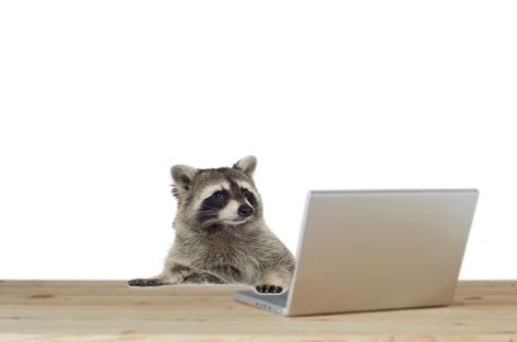 #edit #raccoons #cute Raccoon Cute Wallpaper, Raccoon Laptop Wallpaper, Raccoon Desktop Wallpaper, Cute Animal Wallpapers For Laptop, Raccoon Wallpaper Pc, Silly Pc Wallpaper, Raccoon Banner Discord, Animated Raccoon, Raccoons Cute