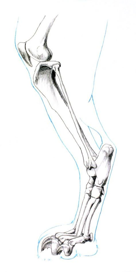 Cat Hind Leg Reference, Cat Leg Anatomy, Cat Bones Drawing, Dog Bones Drawing, Animal Bones Drawing, Animal Bone Anatomy, Dog Leg Anatomy, Animal Bones Drawing Sketch, Cat Bones Anatomy