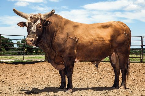 Bushwacker Bull, Pbr Bull Riders, Pbr Bull Riding, Cowboy Photography, Bucking Bulls, Bull Painting, Professional Bull Riders, Jordan Bulls, Bushwacker