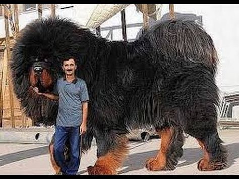 Worlds Biggest Dog, Worlds Largest Dog, Tibetan Mastiff Dog, Pet Anime, Most Expensive Dog, Biggest Dog, Rare Dogs, Expensive Dogs, Tallest Dog