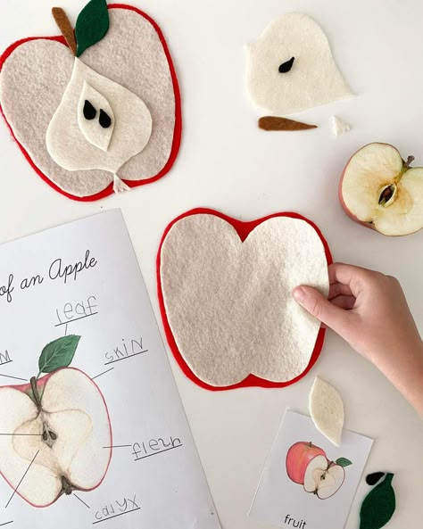 Yearly Traditions, Apple Study, Natural Crafts, Homeschool Preschool Activities, Diy Montessori, Montessori Toddler Activities, Homeschool Crafts, Craft Kids, Front Porch Christmas Decor Ideas