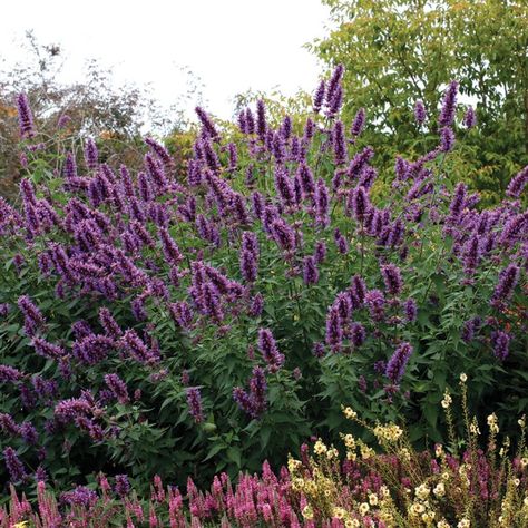 Hummingbird Attracting, Hummingbird Mint, Anise Hyssop, Flowers That Attract Butterflies, Deer And Rabbit, Sun Bed, Long Blooming Perennials, Terra Nova, Hummingbird Garden