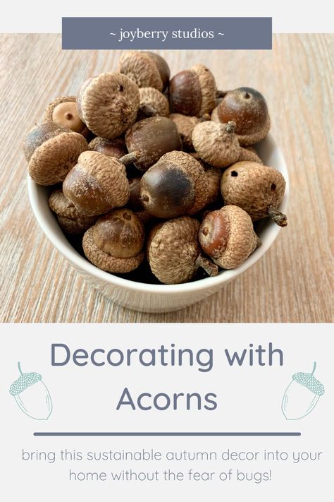 Acorns are a such an acessible and easy to use decor piece to bring a bit of autumn into your home. Unfortunately, they also can come with bugs! Learn how to leave the bugs behind so you can enjoy your acorns all season long without fear of unwanted house guests. How To Decorate With Acorns, Decorating With Acorns, Kill Bugs, Burr Oak, House Guests, Crafts Decor, Autumn Decor, Fall Decor Diy, Fall Diy