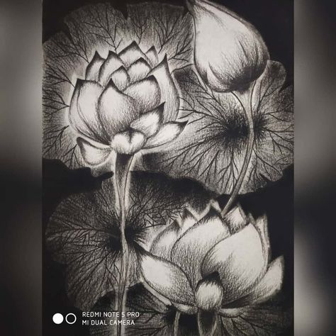 Dandelion Paperweight, Charcoal Powder, Pencil Shading, Cool Pencil Drawings, Flower Artwork, White Charcoal, Lotus Flowers, Charcoal Drawing, Painting Inspo