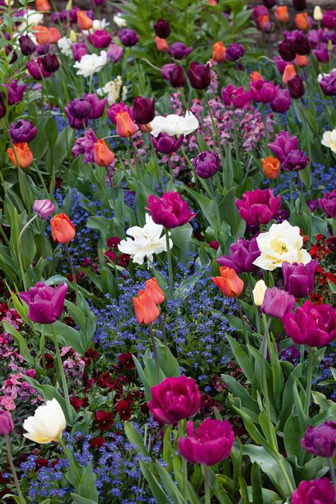 Tulip Ideas Garden, Tulip Display Ideas, Tulips Garden Design, German Garden, How Plants Grow, Rhine Valley, Planting Tulips, Hey Friend, Tulip Garden