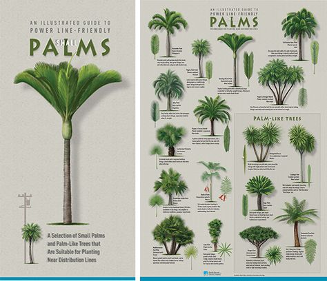 Plant the right tree in the right place Palm Tree Landscaping, Palm Tree Garden, Palm Tree Types, Palm Trees Garden, Tree Landscaping, Tropical Pool Landscaping, Palm Trees Landscaping, Florida Landscaping, Palm Tree Plant