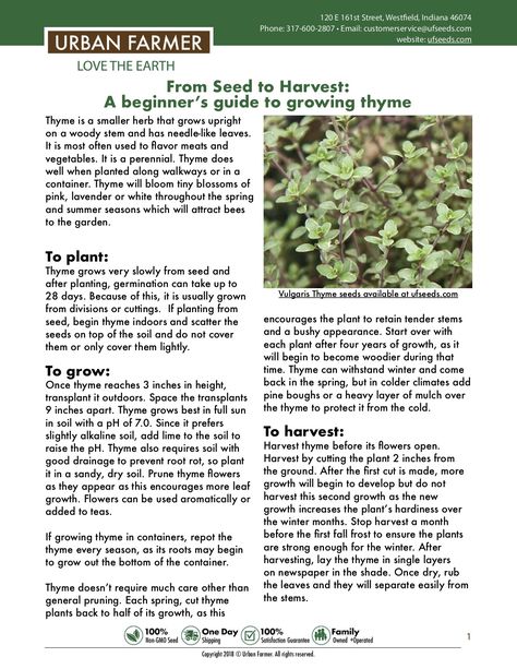 Harvesting Thyme, Thyme Plant Care, Grow Thyme, Growing Thyme, Thyme Plant, Thymus Vulgaris, Garden Plot, Urban Farmer, Garden Plots