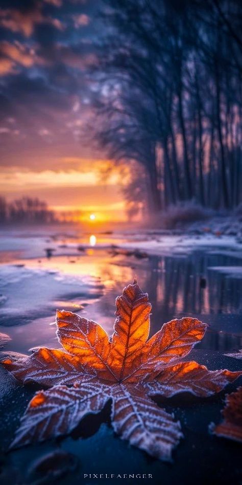 Art Of Nature, Winter Beauty, Four Season, Christmas And Winter, Beautiful Nature, Planets, Nature Photography, Wallpapers, Flowers