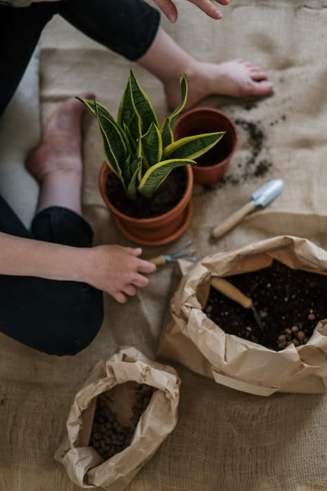 Overloving your plants can cause an overgrowth of mold on soil. Here's what to do about. Low Maintenance House Plants, Kinds Of Cactus, Snake Plant Care, Lucky Plant, Best Indoor Plants, Plant Photography, Plant Aesthetic, Garden Care, Plant Mom