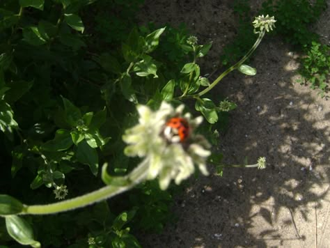 Aesthetic Nostalgic Pictures, Bug Core Aesthetic, Blurry Nature, Cool Bugs Aesthetic, Ladybug Aesthetic, Pines Aesthetic, Green Bug Aesthetic, Nature Core, Ladybug Insect Aesthetic