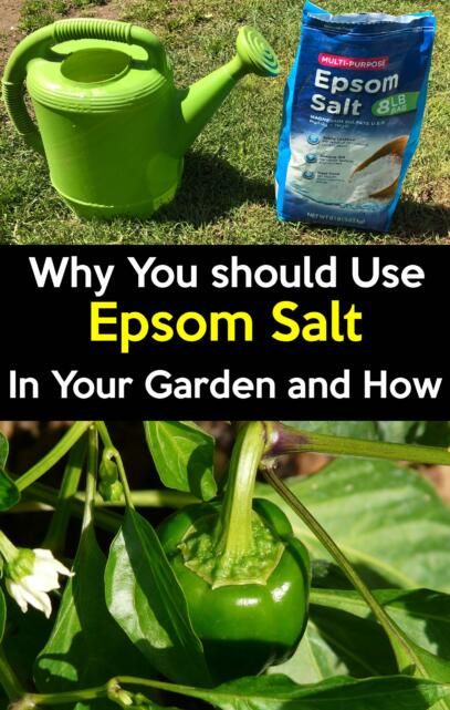 Epsom Salt For Plants, Epsom Salt Garden, Epsom Salt Uses, Gem�üseanbau In Kübeln, Epson Salt, Soya Mumu, Garden Remedies, Veg Garden, Home Vegetable Garden