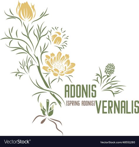 Adonis Vernalis, Color Drawing, Vector Silhouette, Color Image, Plant Illustration, Color Vector, Planting Herbs, Medicinal Herbs, Colorful Drawings