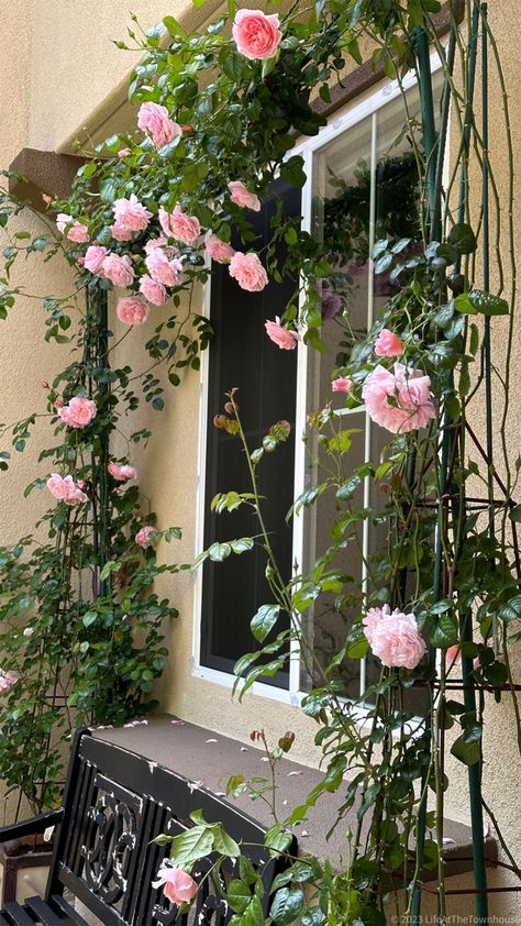 Strawberry Hill Rose David Austin, Strawberry Trellis, David Austin Climbing Roses, Climbing Roses Trellis, White Climbing Roses, Rose Garden Design, Strawberry Hill, Rose Trellis, Climbing Flowers