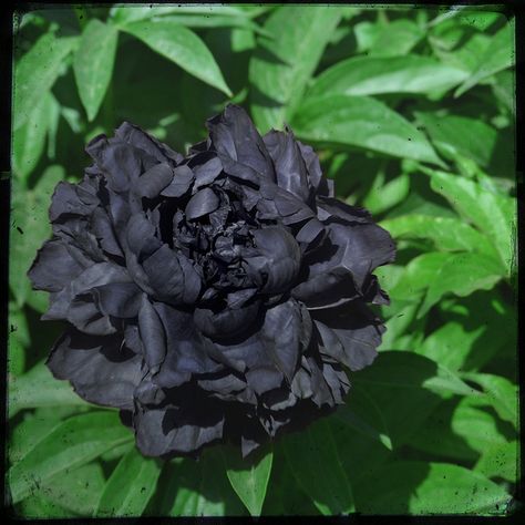 Peony Seeds, Peony Poppy, Black Peony, Goth Garden, Tree Peony, Gothic Garden, Black Garden, Tiny Plants, Peat Moss