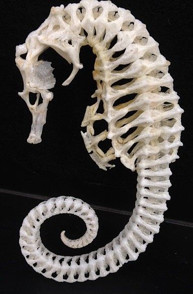 Skeleton of a seahorse. Credit: Steve Huskey (from Science Friday "Welcome to the Bone Room") Animal Skull Reference, Seahorse Skeleton, Animal Skeleton, Skull Reference, Fish Skeleton, Animal Skeletons, Animal Skull, Vulture Culture, Bone Art