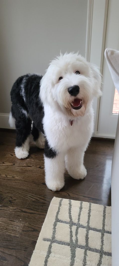 Sheep Doodle Dog, White Sheepadoodle, Miniature Sheepadoodle, Mini Sheepadoodle Puppy, Sheepadoodle Haircut, Sheep Dogs, Sheepadoodle Grooming Styles, Sheepadoodle Haircut Styles, Mini Sheepadoodle