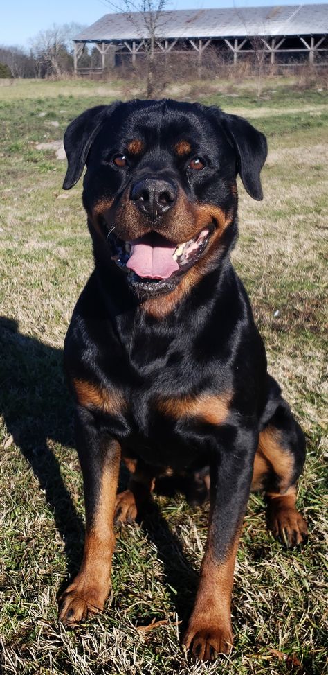 Bear Rockwilder Dog, Rotveileri Dog, Rot Weiler, Rotweiller Dog, Rottweiler Dog Breed, Rottweiler Breed, Dog Treat Toys, Bully Breeds Dogs, Rottweiler Love