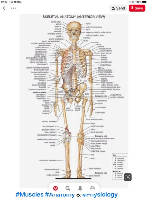 Bones Name, Human Skeleton Labeled, 206 Bones, Body Bones, Science Images, Skeleton Anatomy, Basic Anatomy And Physiology, Baseball Theme Party, Tokyo Ghoul Wallpapers