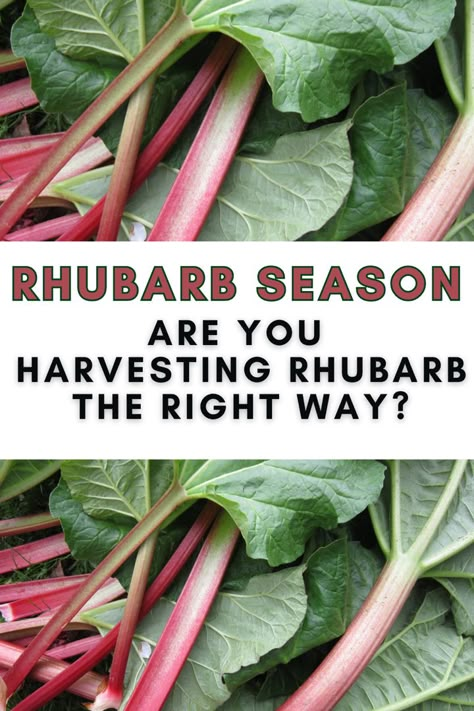 How to harvest rhubarb Planting Rhubarb, Rhubarb Plant Care, How To Grow Rhubarb, Rhubarb Growing, Rhubarb Plants How To Grow, When To Pick Rhubarb, Grow Rhubarb, How To Harvest Rhubarb, Health Benefits Of Rhubarb