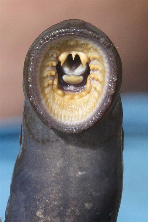 A lamprey caught at Willamette Falls.  As long as Indians have lived in the Northwest, they have looked to the lamprey, a jawless, eel-like fish, for food. Rick Bowmer / AP Lamprey Eel, River Monsters, Scary Photos, Under The Water, Scary Animals, Deep Sea Creatures, Water Type, Underwater Creatures, Underwater Life