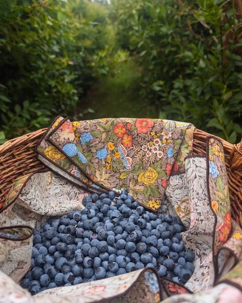 I went out blueberry picking yesterday with my beautiful mother 🥰 Does anyone have a good recipe to share that I should try now that I have all of these fresh blueberries? #blueberry #blueberries #blueberrypicking #pnw #wa #washington #recipe #blueberryrecipe #mom #motherdaughtertime #abundance Blueberry Field, Blueberry Picking, Good Recipe, Blueberry Recipes, Blueberries, Mood Board, Good Food, Going Out, To Share