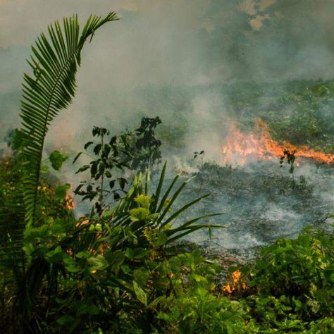 Deforestation Aesthetic, Deforestation Photography, Deforestation Art, Deforestation Facts, Mother Puppers, Rainforest Deforestation, Protect Nature, Urban Nature, The Rainforest